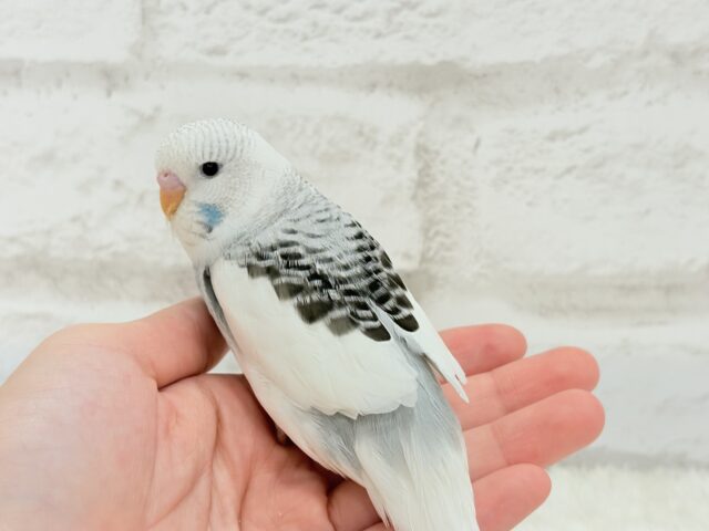 ジャンボセキセイインコ