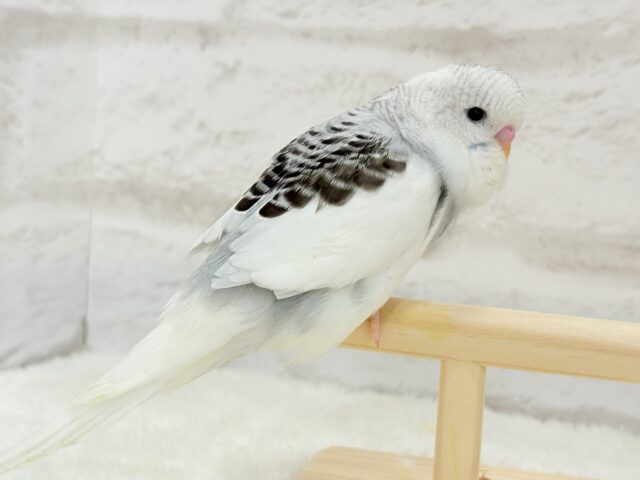 ジャンボセキセイインコ