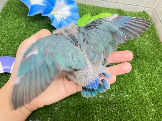 コザクラインコ（小桜インコ）
