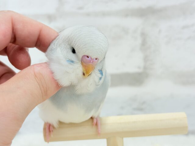 ジャンボセキセイインコ