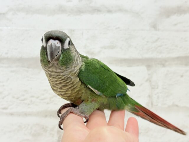 ホオミドリウロコインコ