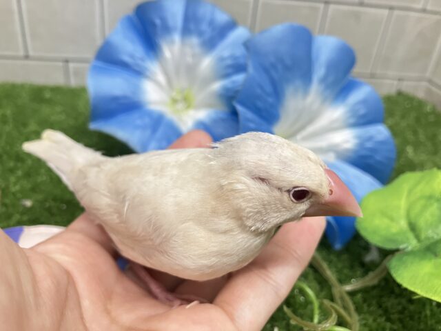 シルバーイノ文鳥