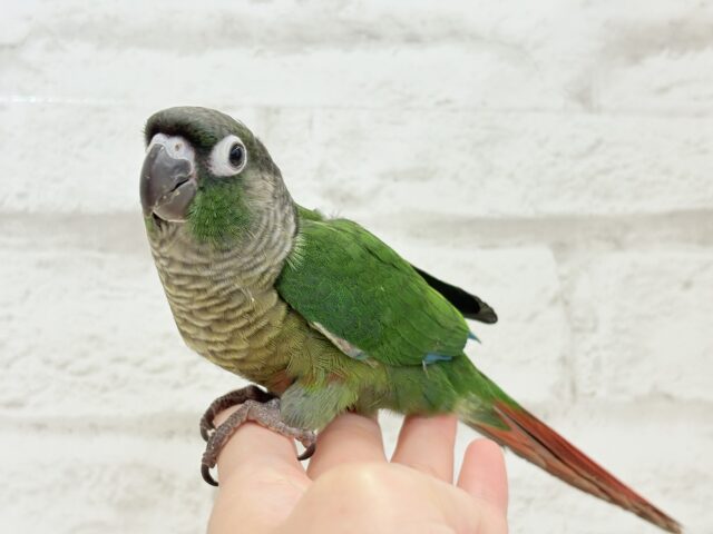 ホオミドリウロコインコ