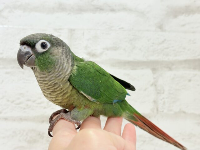 ホオミドリウロコインコ