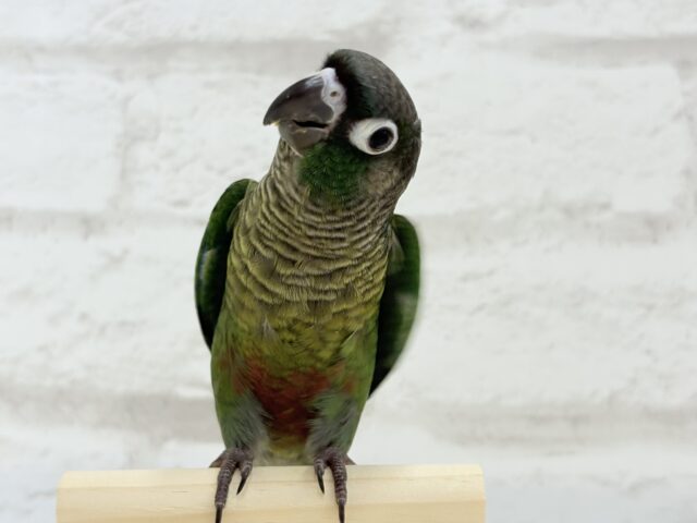 ホオミドリウロコインコ