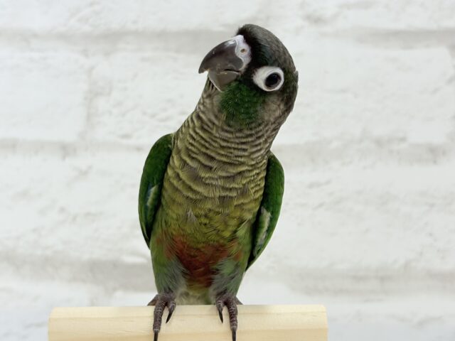 ホオミドリウロコインコ