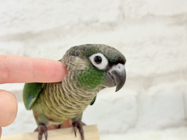 ホオミドリウロコインコ