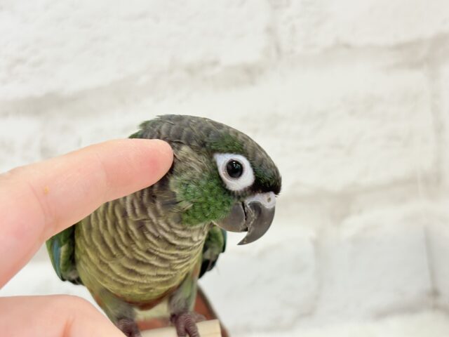 ホオミドリウロコインコ