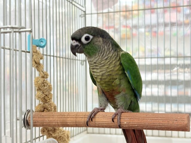 ホオミドリウロコインコ