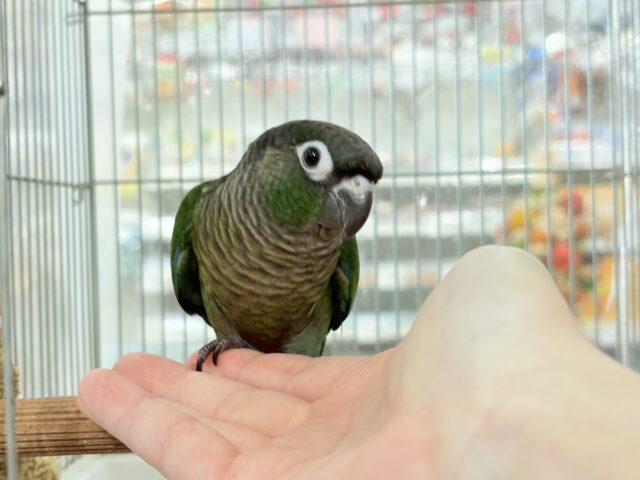 ホオミドリウロコインコ