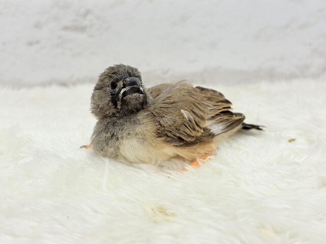 ジャンボキンカチョウ