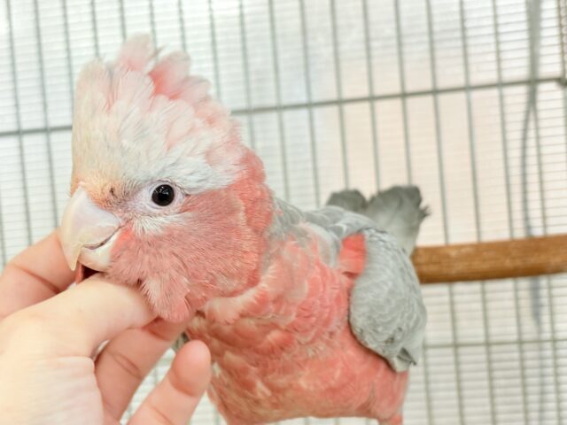 【動画更新🪄】極上の甘さ🍑💖モモイロインコ(女の子) モモイロインコ