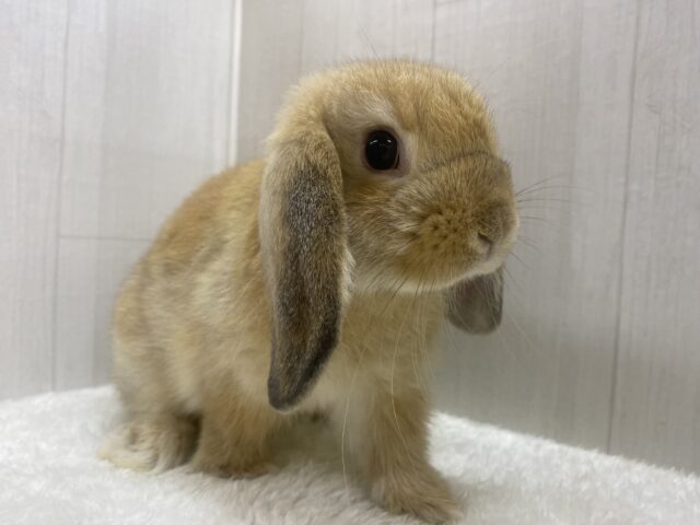 ホーランドロップ