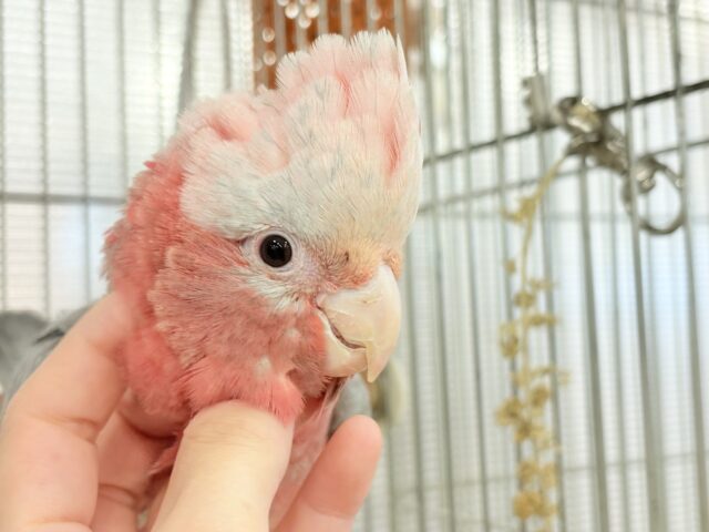 【動画更新🪄】極上の甘さ🍑💖モモイロインコ(女の子) モモイロインコ
