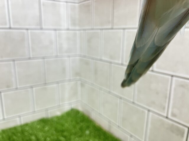 オキナインコ