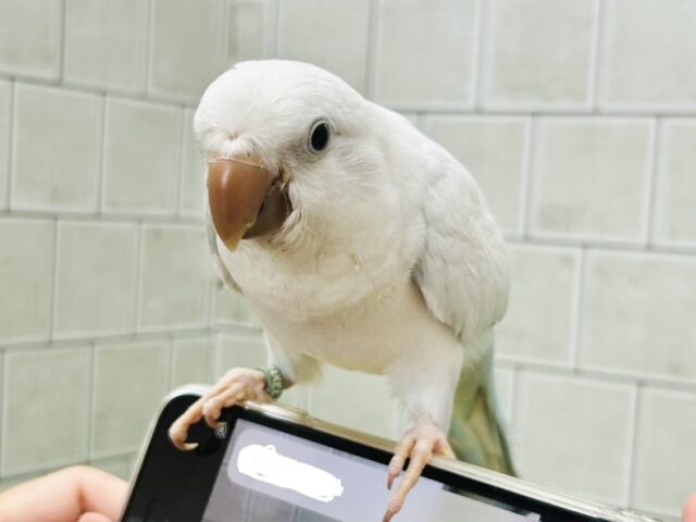 オキナインコ