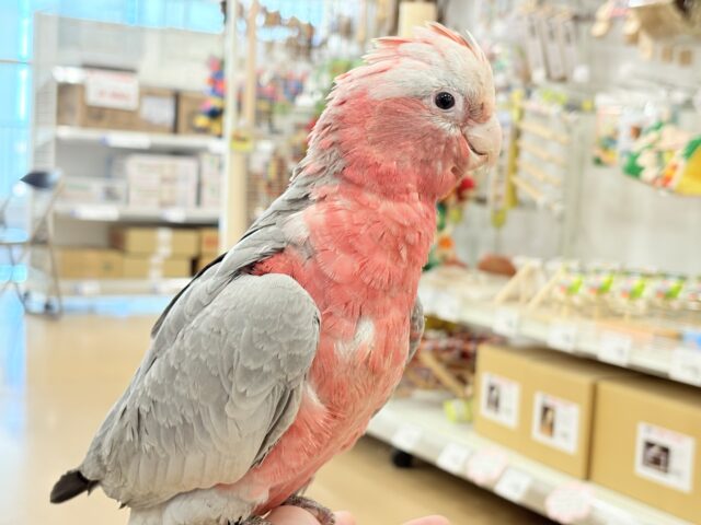 【動画更新🪄】極上の甘さ🍑💖モモイロインコ(女の子) モモイロインコ