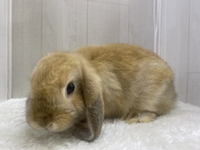 ホーランドロップ