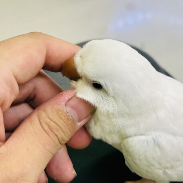 オキナインコ