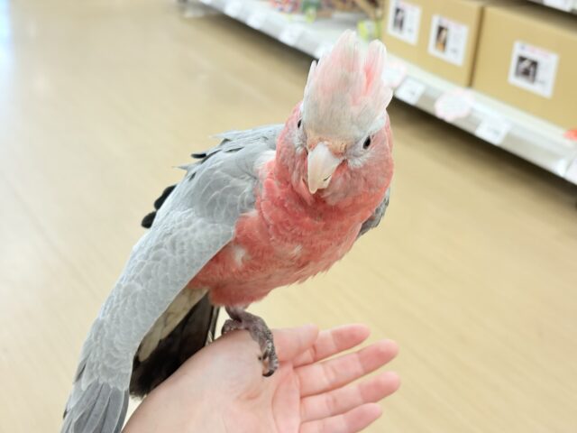 モモイロインコ