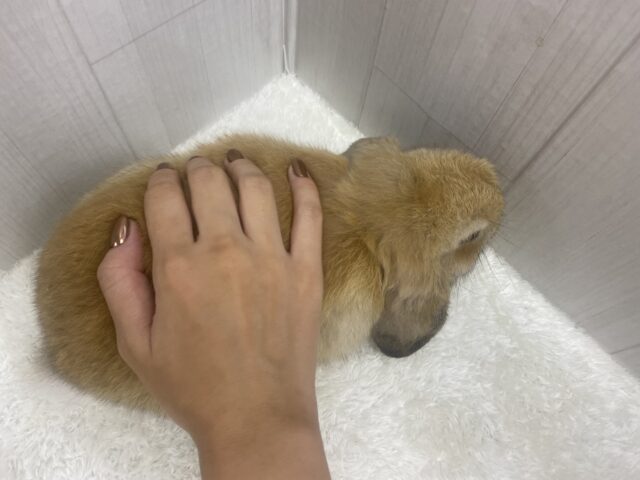 ホーランドロップ