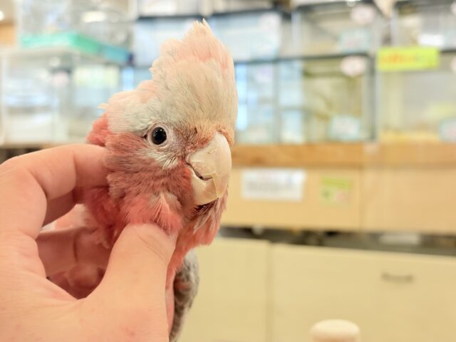 【動画更新🪄】極上の甘さ🍑💖モモイロインコ(女の子) モモイロインコ