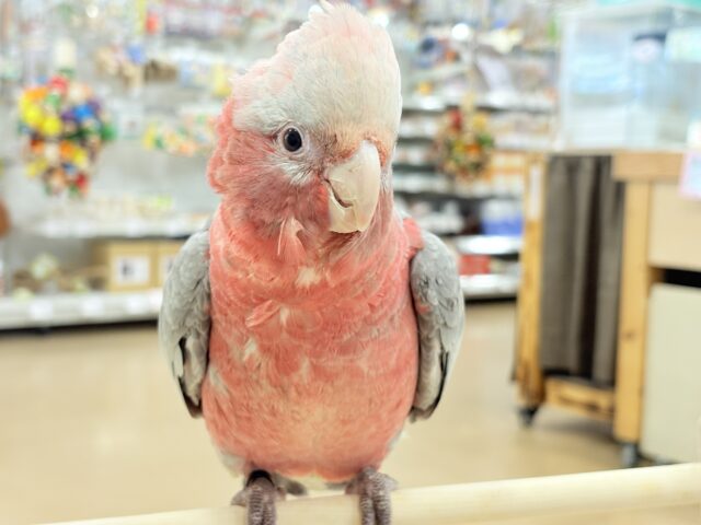 【動画更新🪄】極上の甘さ🍑💖モモイロインコ(女の子) モモイロインコ