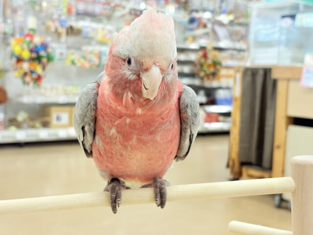 モモイロインコ