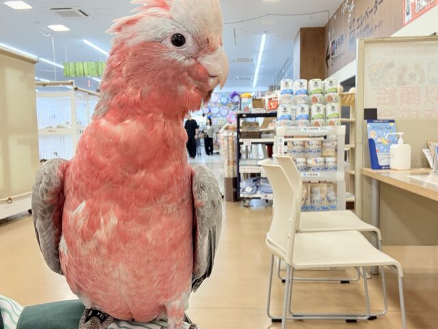 モモイロインコ