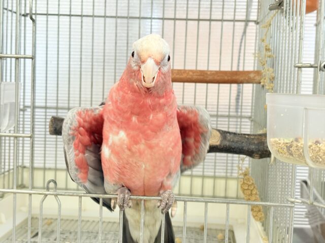 モモイロインコ