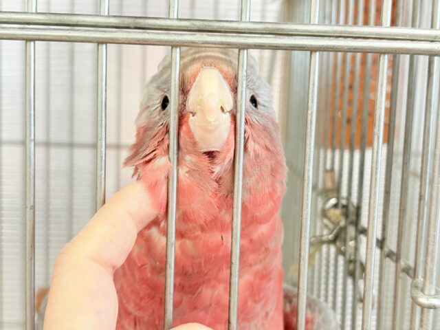 モモイロインコ