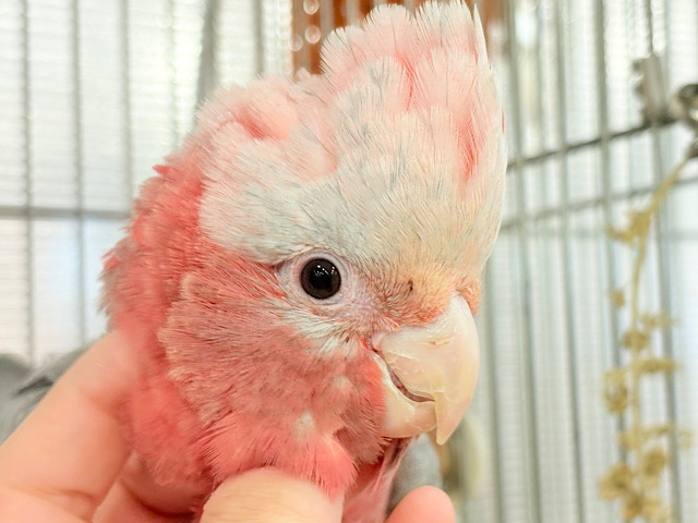 【動画更新🪄】極上の甘さ🍑💖モモイロインコ(女の子) 【動画更新🪄】極上の甘さ🍑💖モモイロインコ(女の子)