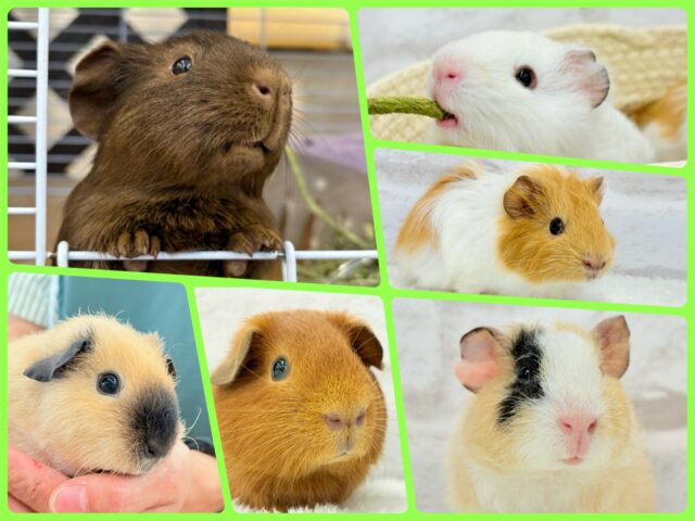 夏だ！Summerだ！ぷいぷい祭りだ〜🐹🌿モルモットフェア🧚🫧