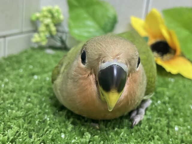 コザクラインコ（小桜インコ）