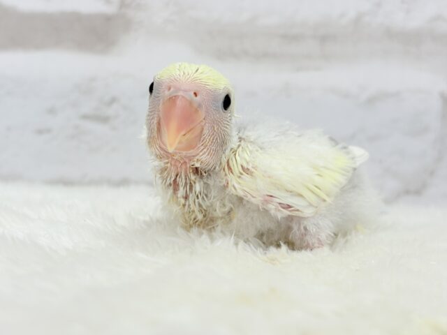 コザクラインコ（小桜インコ）