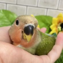 ✨最新画像✨海風そよそよ🌀🌊スイカ畑🍉✧*｡コザクラインコ(2025年6月生まれ)
