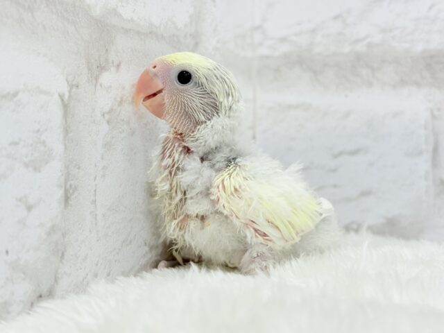 コザクラインコ（小桜インコ）