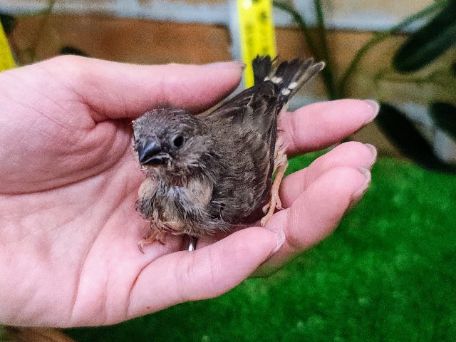 錦花鳥（キンカチョウ）