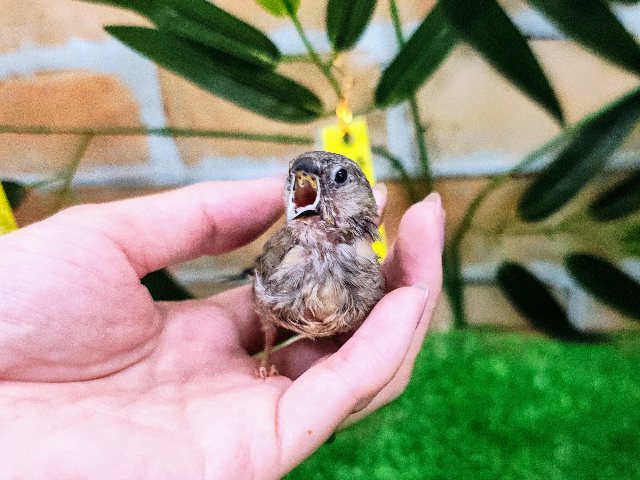 錦花鳥（キンカチョウ）