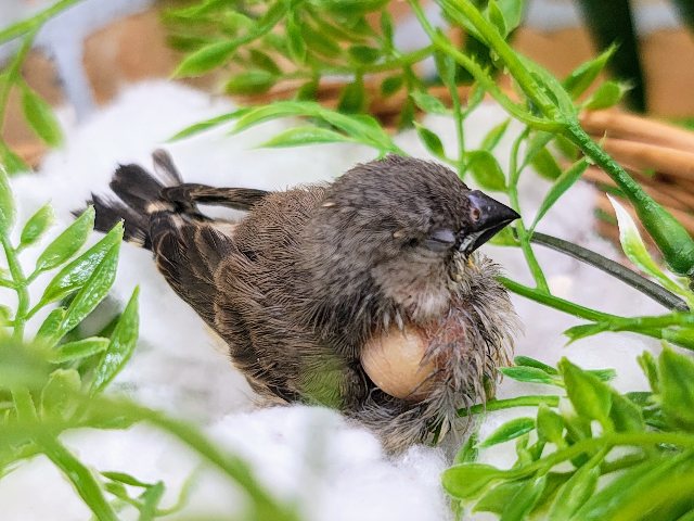 錦花鳥（キンカチョウ）