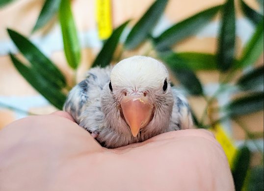 コザクラインコ（小桜インコ）