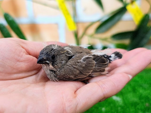 錦花鳥（キンカチョウ）