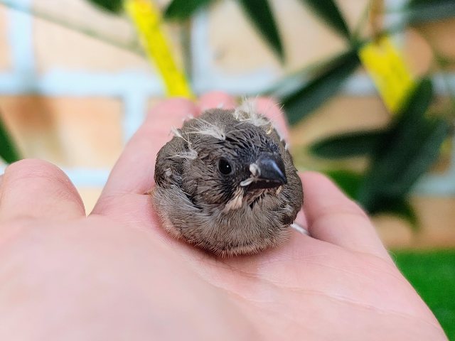 錦花鳥（キンカチョウ）