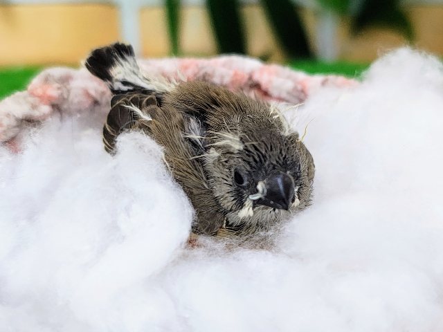 錦花鳥（キンカチョウ）