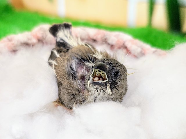 錦花鳥（キンカチョウ）