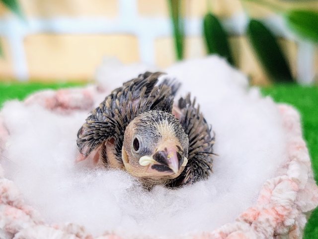 まだツルツルボディー✨桜文鳥のヒナ入荷しました❤️