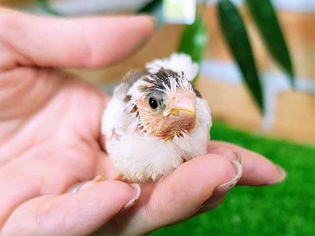 十姉妹（ジュウシマツ）