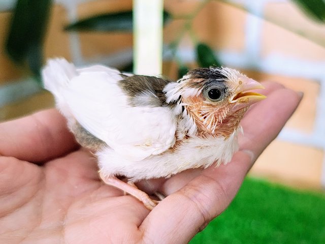 十姉妹（ジュウシマツ）