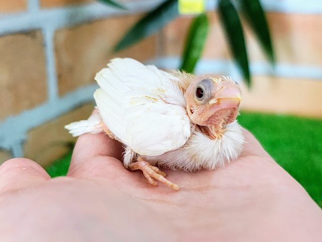 十姉妹（ジュウシマツ）