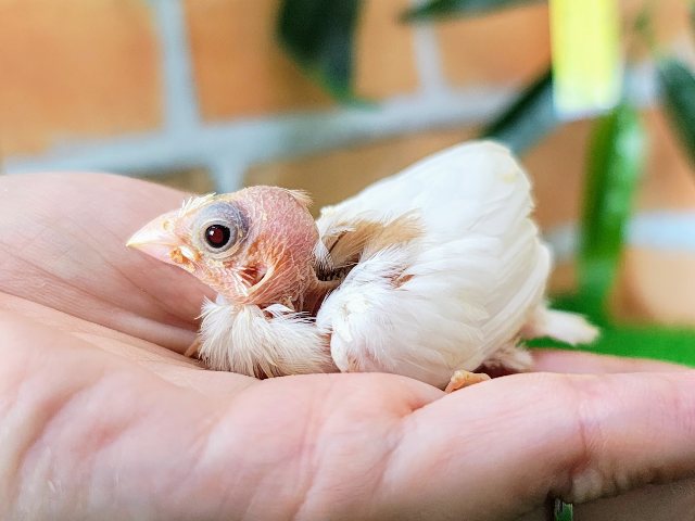 十姉妹（ジュウシマツ）